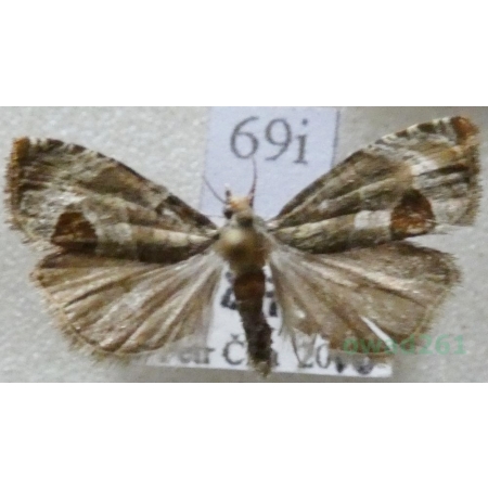 Notocelia uddmanniana (Linnaeus, 1758) Czech69i